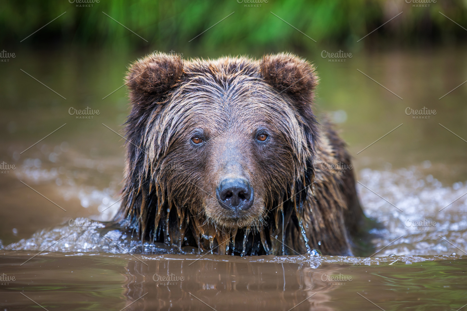 Brown bear shaking off water after swimming in a river, droplets, an Animal Photo by Byrdyak