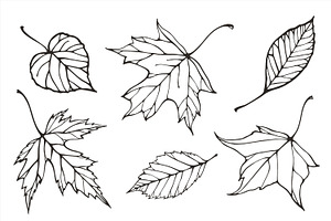 Fall Leaves Patterns Illustrations