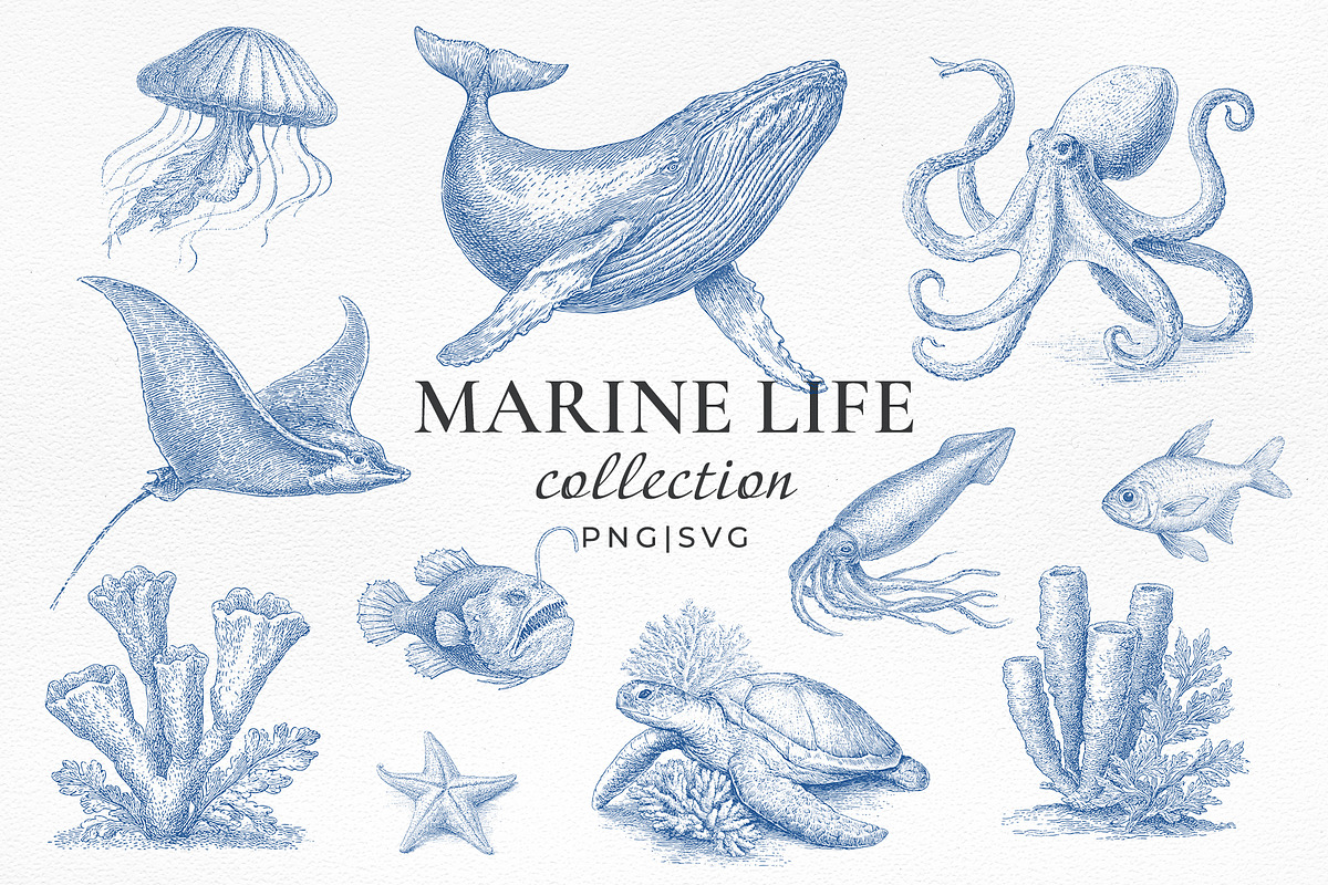 Vintage Marine Life Illustration Set, an Animal Illustration by NatalieArtShop (Photo 1 of 20)