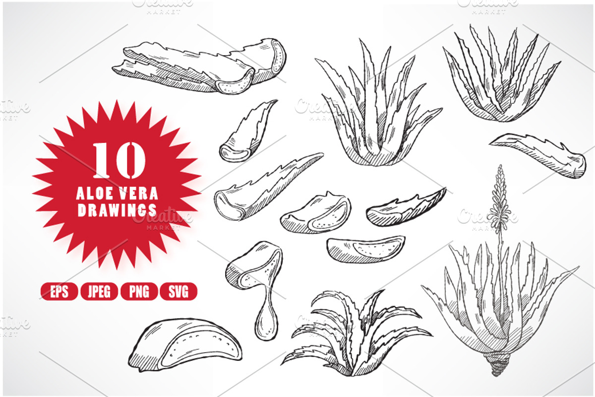 10 Aloe Vera Illustration Drawings, a Food Illustration by Kakigori Studio