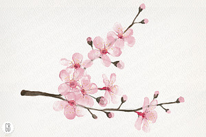 Watercolor Cherry Blossom, Spring