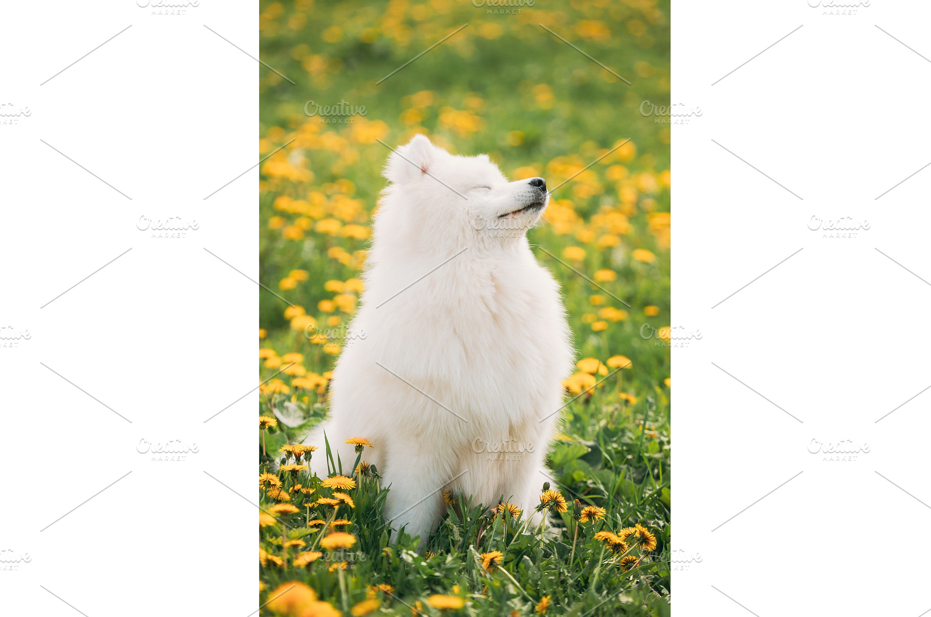 Funny Young Happy Smiling White, an Animal Photo by Our Amazing World