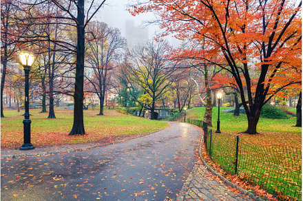 NY Central park at rainy morning, a Nature Photo by sborisov