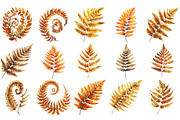Fall Ferns Clipart Bundle, an Illustration by Pixels.Craft (Thumbnail 2 of 4)