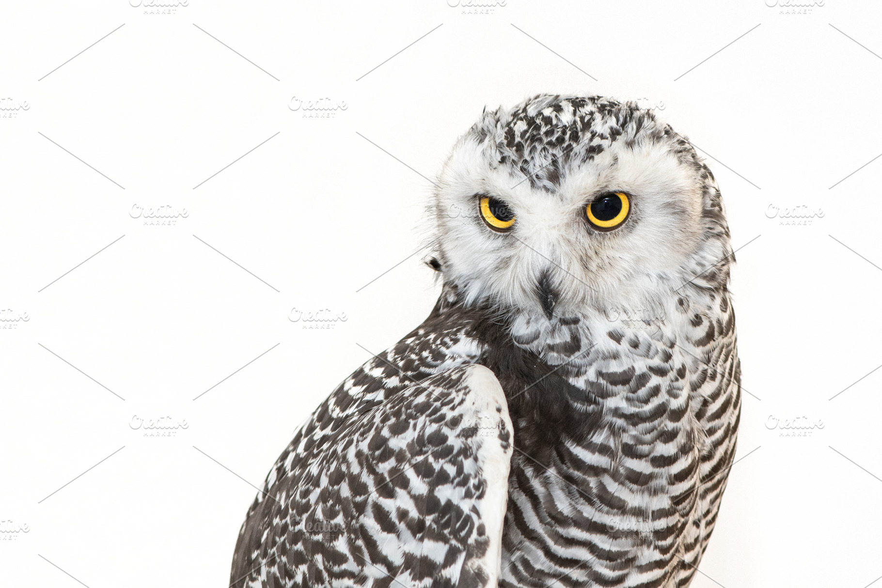 Snowy Owl, Bubo scandiacus., an Animal Photo by MriyaWildlife