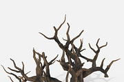 Aquarium Snag Banches V1, an Environmental 3D Model by AndrewWhite (Thumbnail 5 of 8)