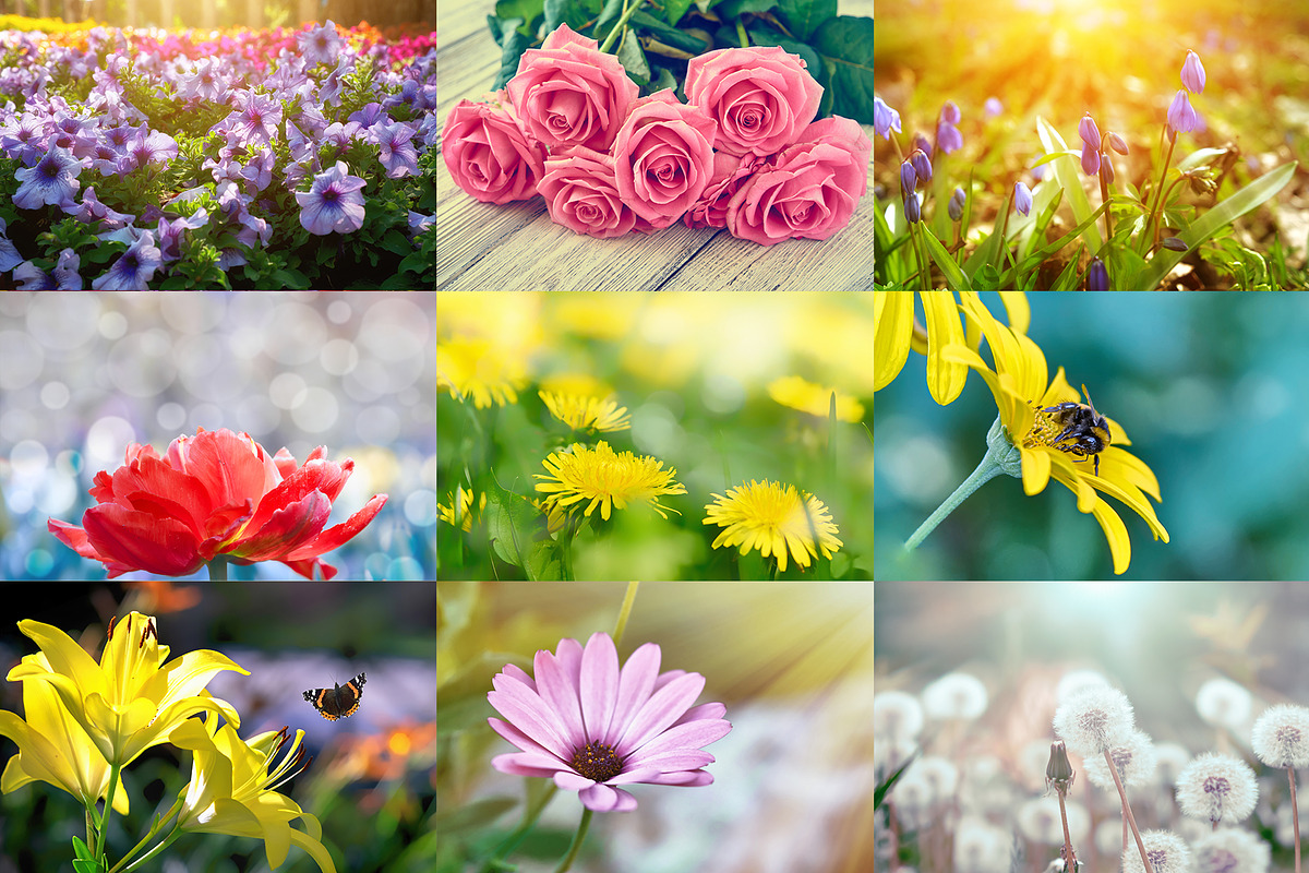 Flower collection 100 photos, a Nature Photo by Vladimir Kazimirov (Photo 3 of 14)