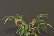 The Galanga Bush, a Plants & Tree 3D Model by FuturePastCreatives (Thumbnail 2 of 4)