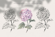 Hydrangea. Pencil and watercolor, an Illustration by Tilling (Thumbnail 2 of 5)
