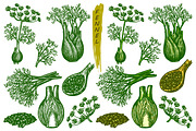 Fennel sketch, spice seasoning set, a Food Illustration by GenziWorkshop (Thumbnail 1 of 3)