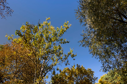 Beautiful trees in the autumn season with colorful foliage, a Photo by MyPhotos