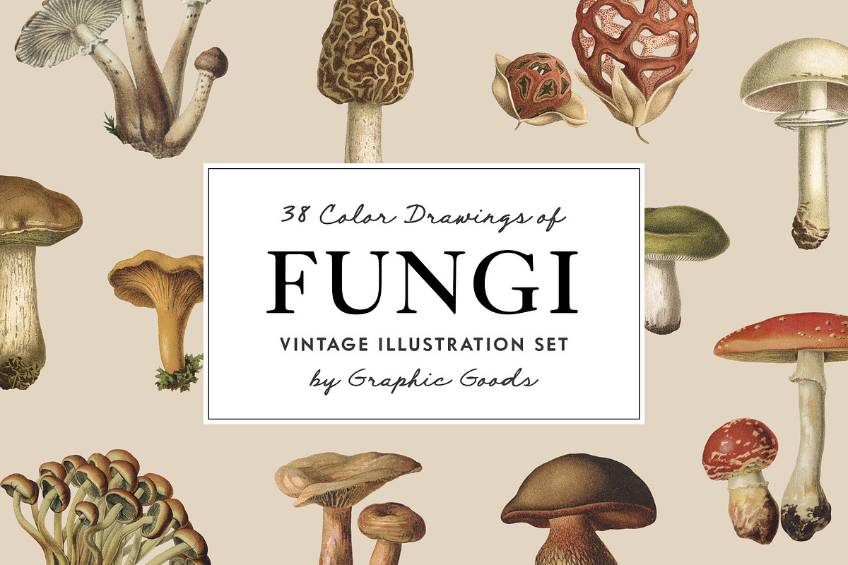 Fungi - Vintage Illustrations, an Illustration by Graphic Goods (Photo 1 of 9)