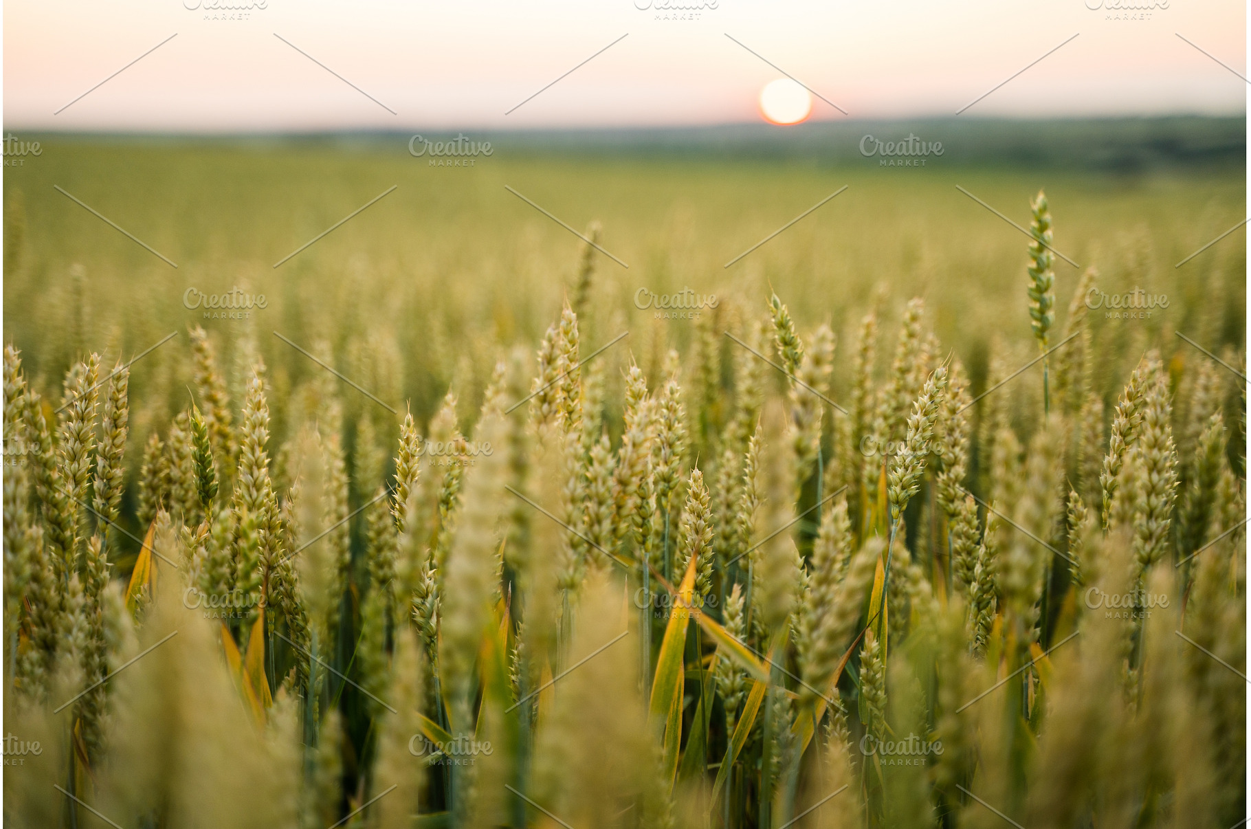 Wheat field showing ripening grain, a Nature Photo by volodymyrshtun13795