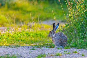 Funny looking Hare - Lepus, an Animal Photo by Lukas Jonaitis SHOP