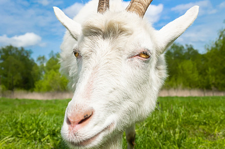 small goat in a field of wheat., an Animal Photo by AlexBush