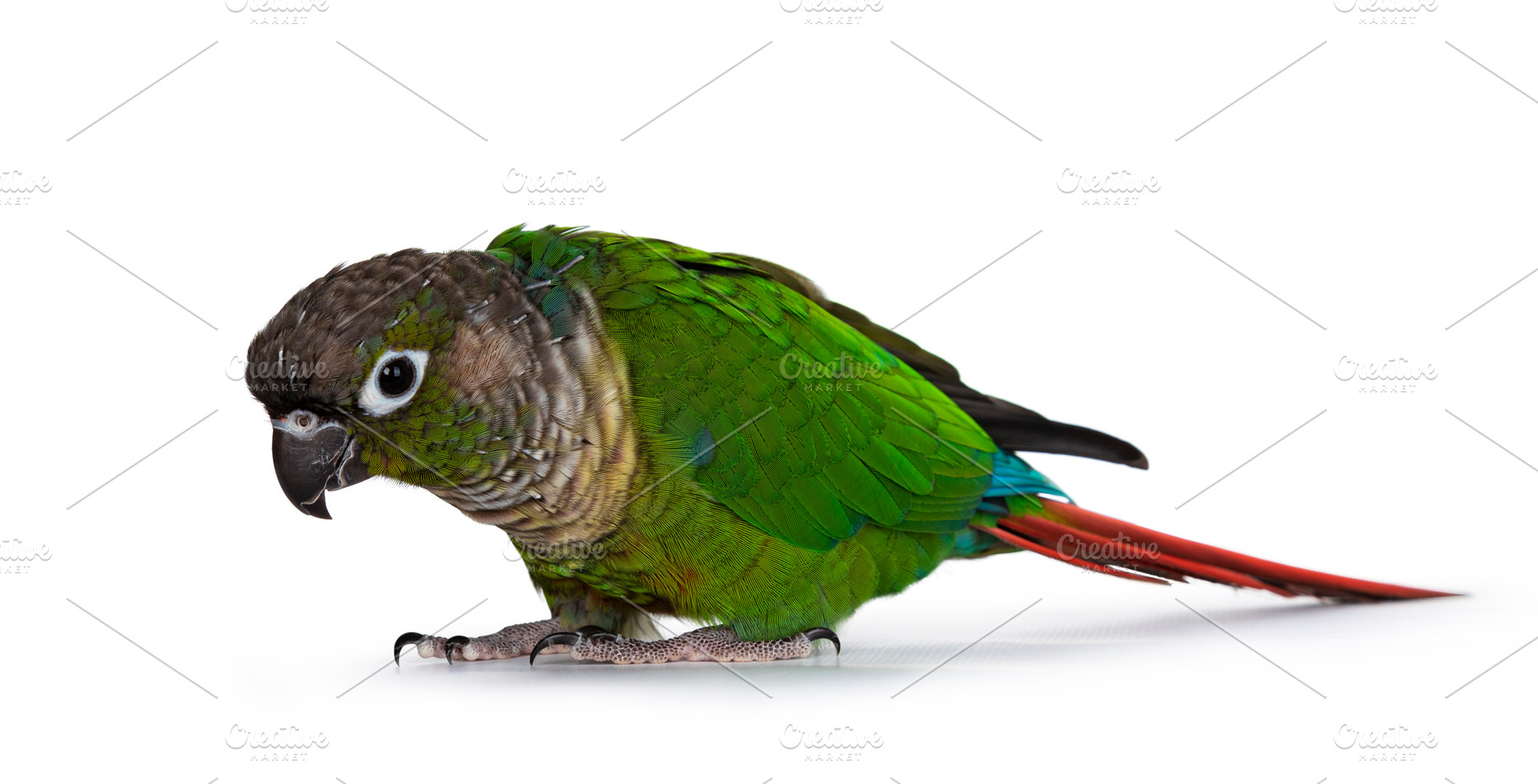 Green cheecked pyrrhura molinae parr stock photo containing pyrrhura and adult, an Animal Photo by Cat'chy Images by Nynke