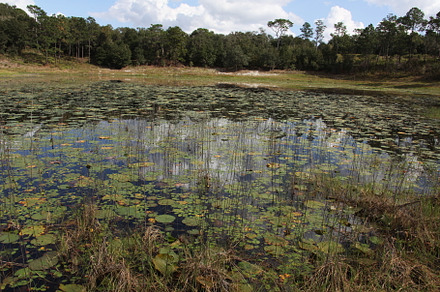 Lake in Gold Head Branch State Park