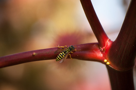 Macro Wasp