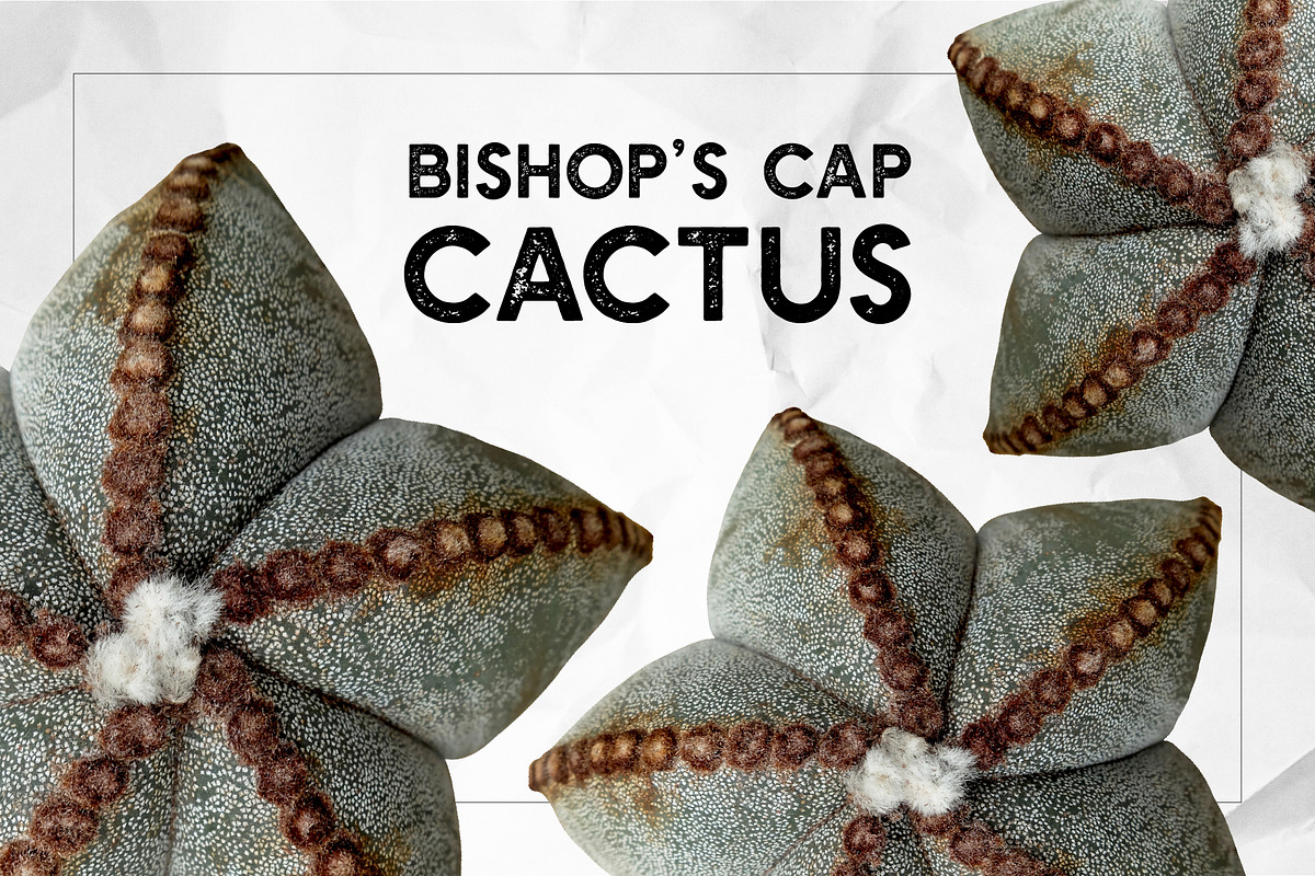 Succulents - Real Botanic Specimens, an Object Graphic by Turning Moss (Photo 10 of 12)