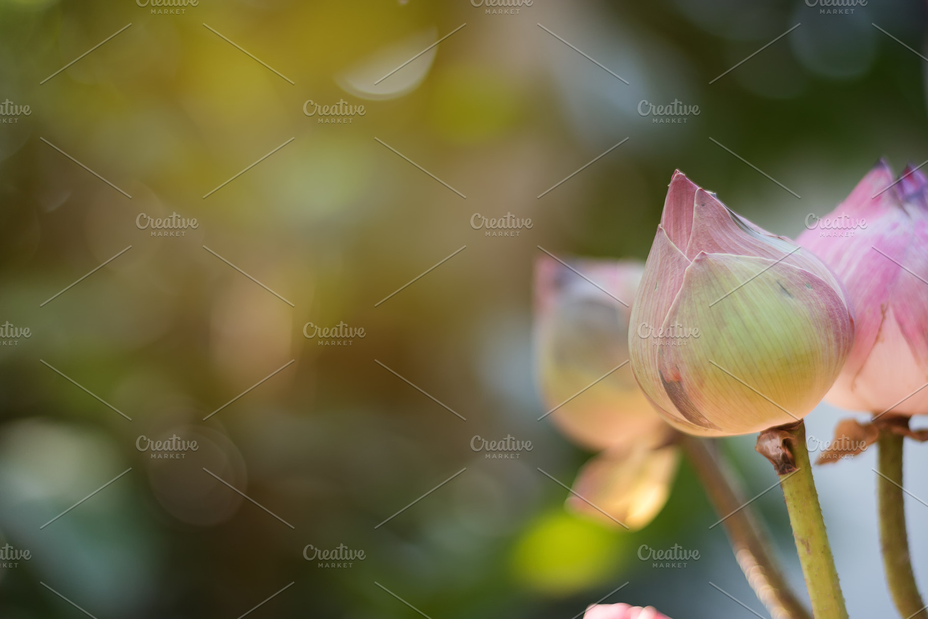 Lotus on the bokeh background, a Background Photo by Guitarfoto Studio