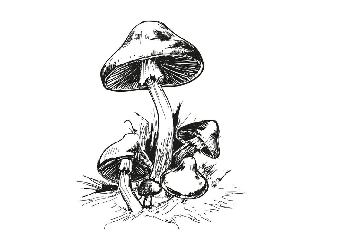 Mushrooms. Amanita., a Food Illustration by Alena Kaz