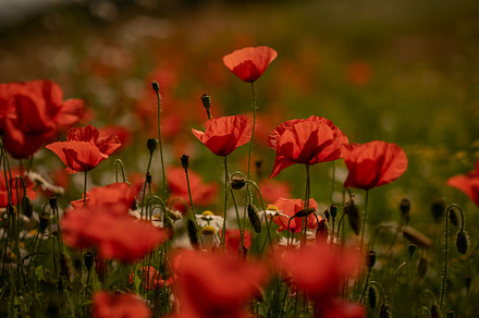 Red poppies