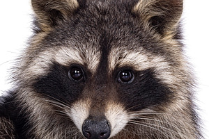 Raccoon on white background