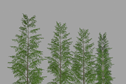 Eucalyptus tree #1, an Environmental 3D Model by AndrewWhite (Thumbnail 10 of 13)
