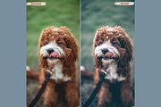 FOREST Mobile Lightroom Presets, an Action Add-On by 123PRESETS.COM (Thumbnail 4 of 9)
