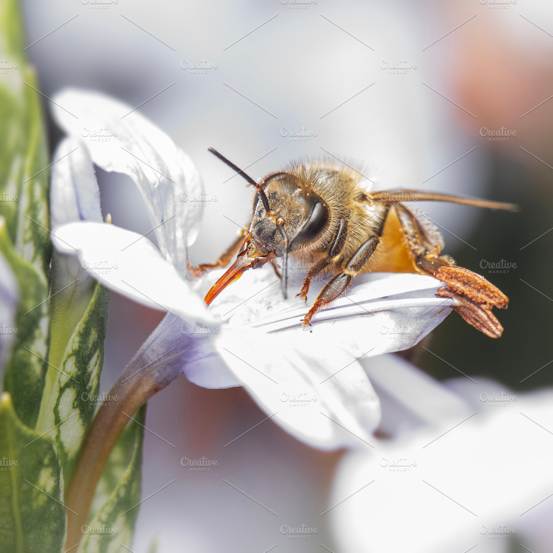 European Honey Bee, an Animal Photo by Rob D Animal Photography