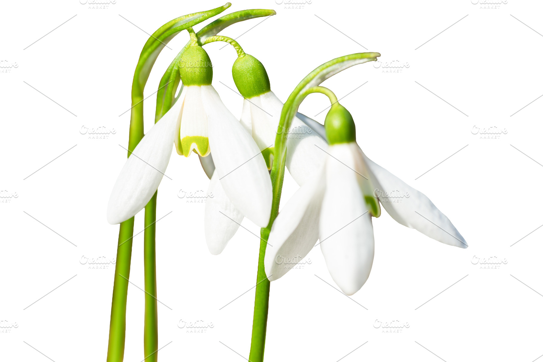 White spring flowers snowdrops, a Nature Photo by Vapi
