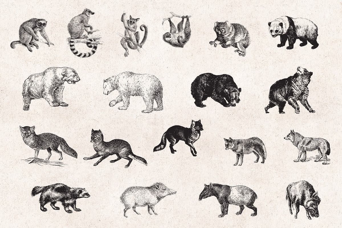 Wild Animals Engravings, an Object Graphic by Graphic Goods (Photo 6 of 9)