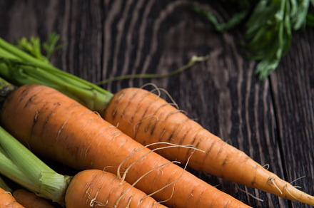Freshly grown carrots containing natural, healthy, and food, a Food & Drink Photo by Jan Jack Russo Media