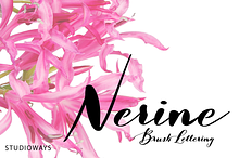 Nerine