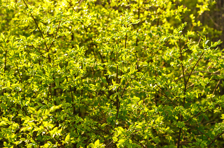 Full frame image of dense lime green shrub with young leaves in late spring or
