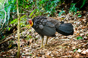 Brush Turkey, an Animal Photo by THP Creative