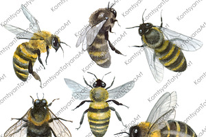 Bee Clipart Watercolor Insect Art