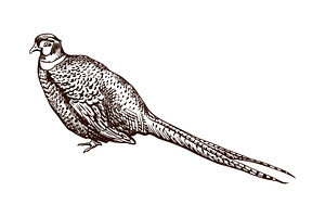 Antique engraving pheasant, an Animal Illustration by incomible