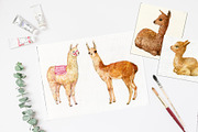Alpacas and llamas .watercolor, an Animal Illustration by MitrushovaArt (Thumbnail 5 of 7)
