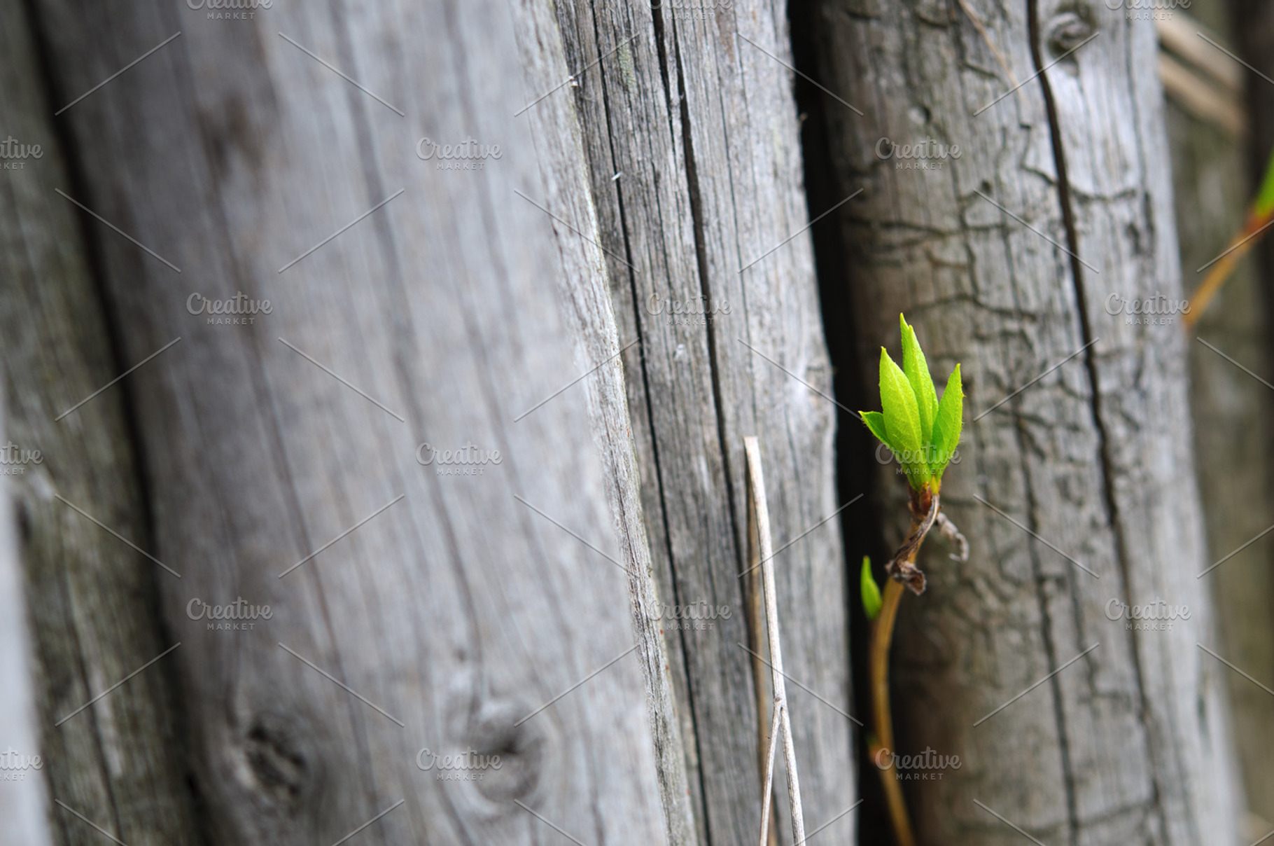 New fresh sprout growing across old wooden logs, a Nature Photo by Edgieus