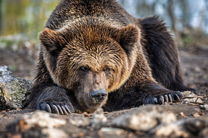 Large brown bear resting in a forest habitat during early morning light, showca, an Animal Photo by Byrdyak