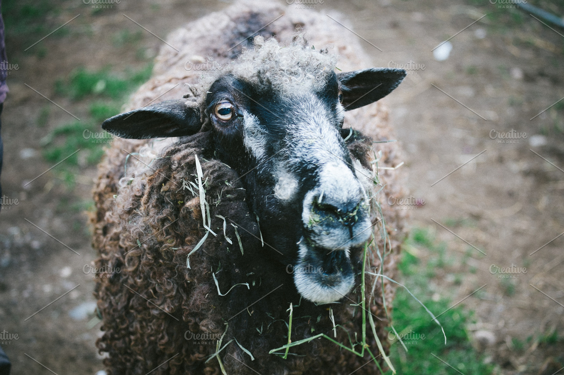 Sheep stock photo