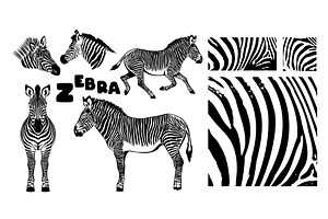 Monochrome zebra set. Hand drawn, an Animal Illustration by Nenahliadava Design