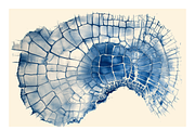 Bimo Co. 3 · Blue Organic Textures, a Texture Illustration by milatovar (Thumbnail 13 of 24)