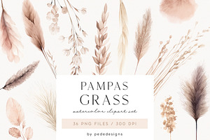 Pampas Grass