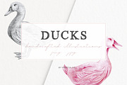 Hand drawn Ducks Illustrations, an Animal Illustration by Greek fonts by nantia.co (Thumbnail 1 of 6)