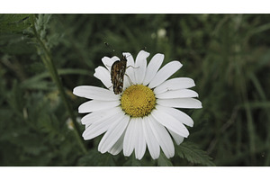 Close Up Of Butterfly Sitting On