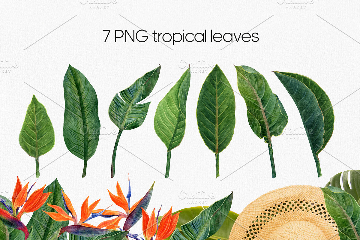 Strelitzia Tropical Watercolor PNG, a Decorative Illustration by Anntre (Photo 3 of 6)