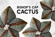 Succulents - Real Botanic Specimens, an Object Graphic by Turning Moss (Thumbnail 10 of 12)