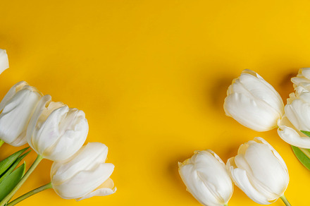 white tulips on yellow paper, yellow paper and white tulip flowers, real white